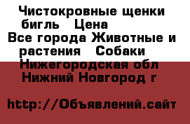 Чистокровные щенки бигль › Цена ­ 15 000 - Все города Животные и растения » Собаки   . Нижегородская обл.,Нижний Новгород г.